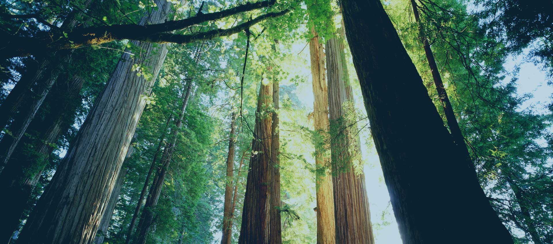 歡迎蒞臨上海植物園綠化工程有限公司官方主頁